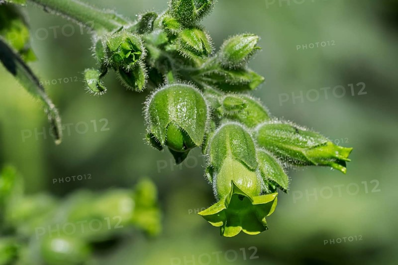 Cultivated cultivated tobacco