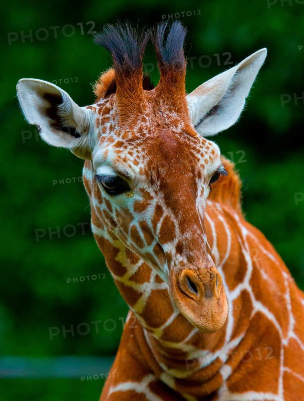 Reticulated giraffe