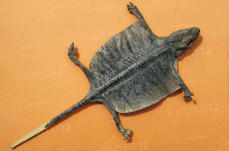 Tokay gecko
