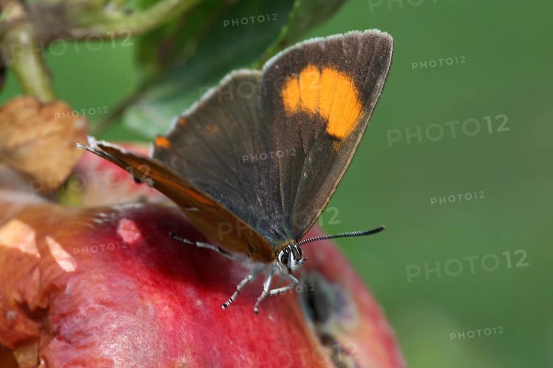 Brown hairstreak