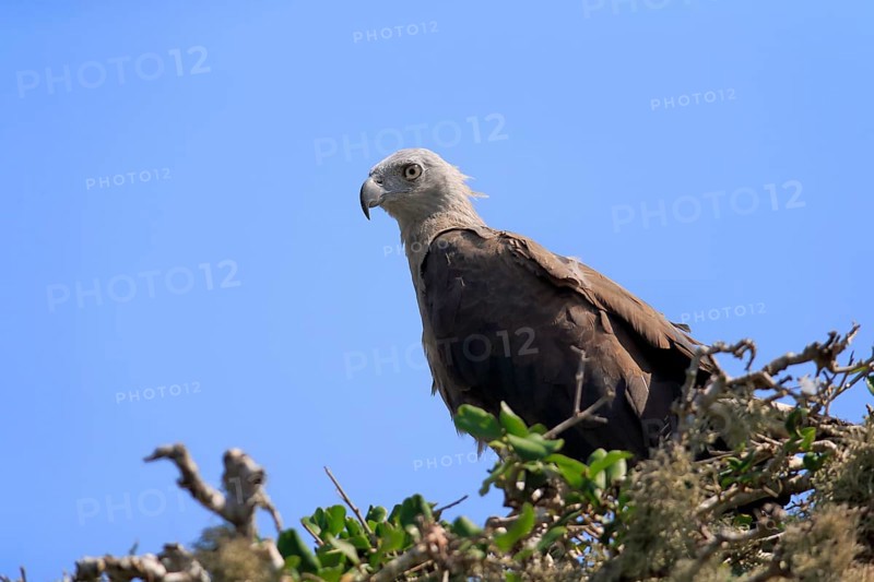 Grey-headed sea eagle
