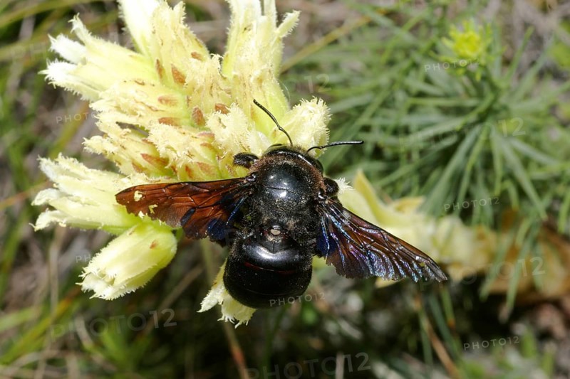 Blue Wood Bee