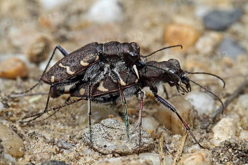 Forest sand beetle