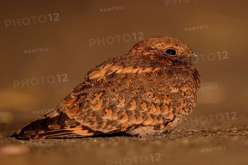 Savanna nightjar