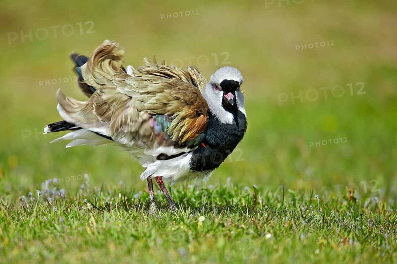 Southern Lapwing