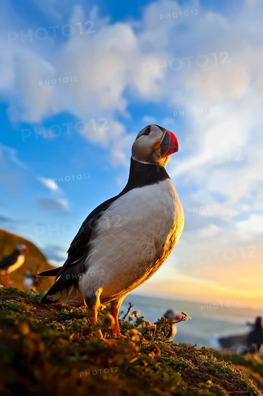 Atlantic puffin