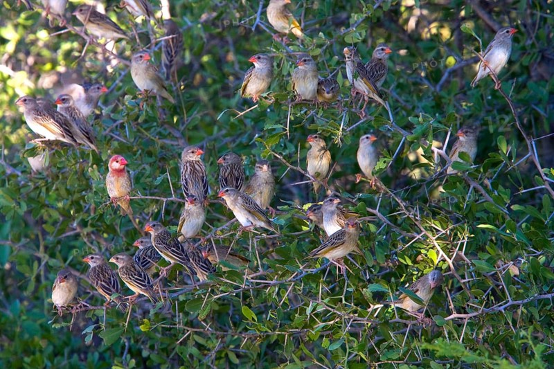 Blood-billed weaver