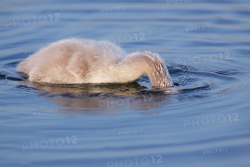 Mute Swan