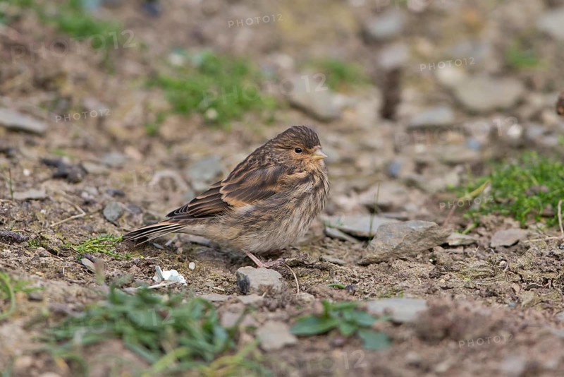 Twite