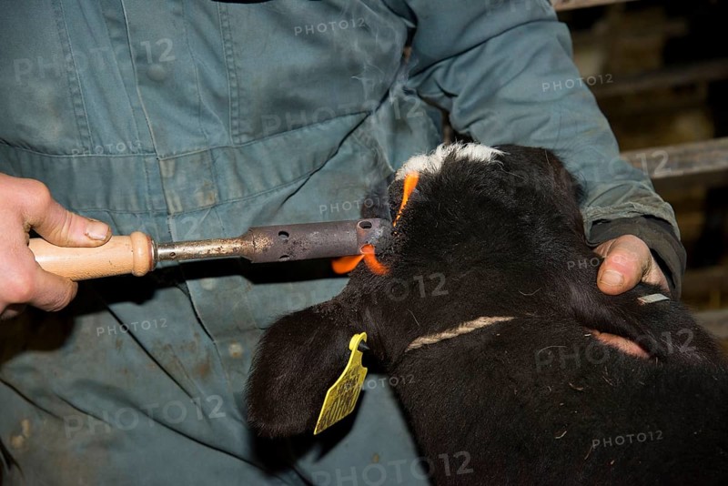 Domestic Cattle
