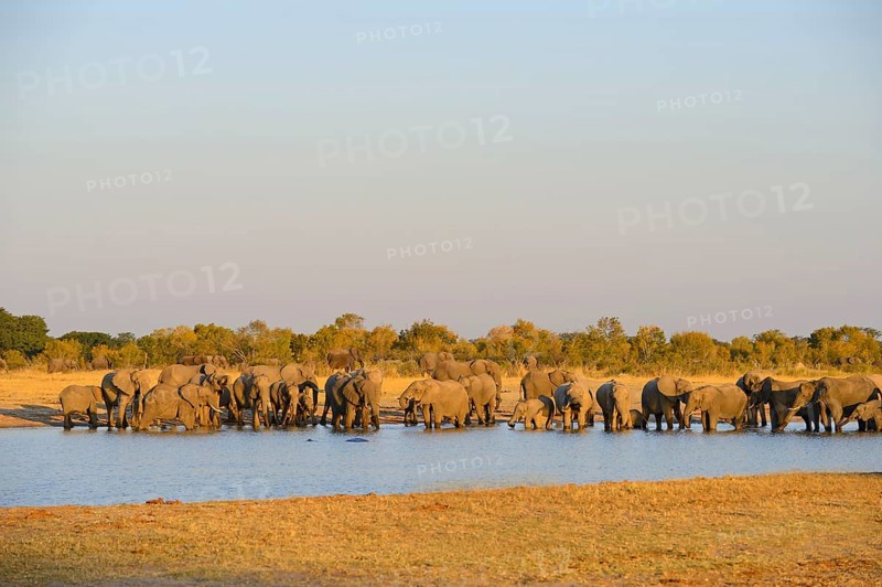 African Elephant