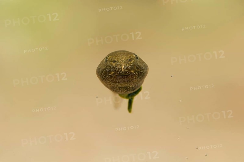 Common common frog