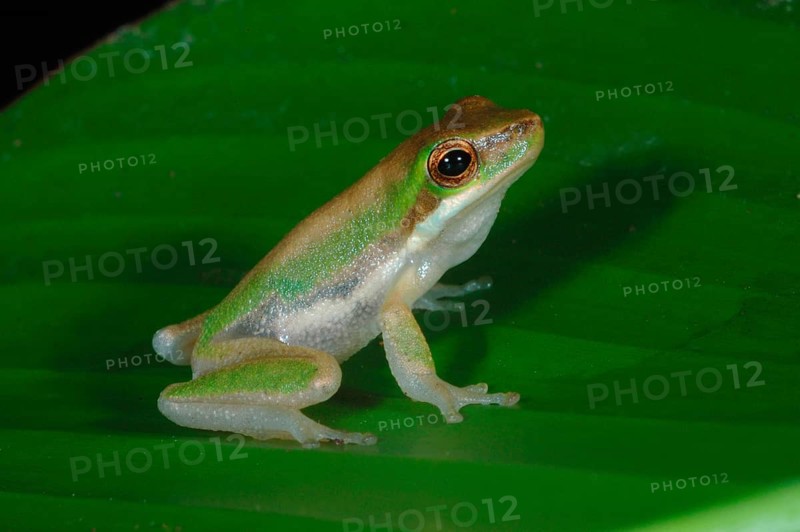 Northern Dwarf Treefrog