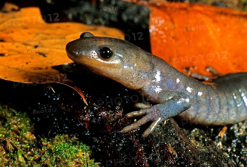 Jefferson's Salamander