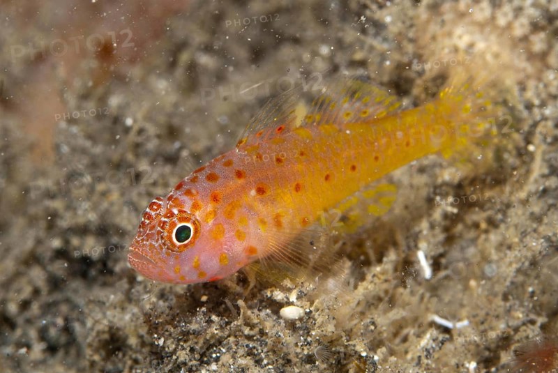 Coral Goby