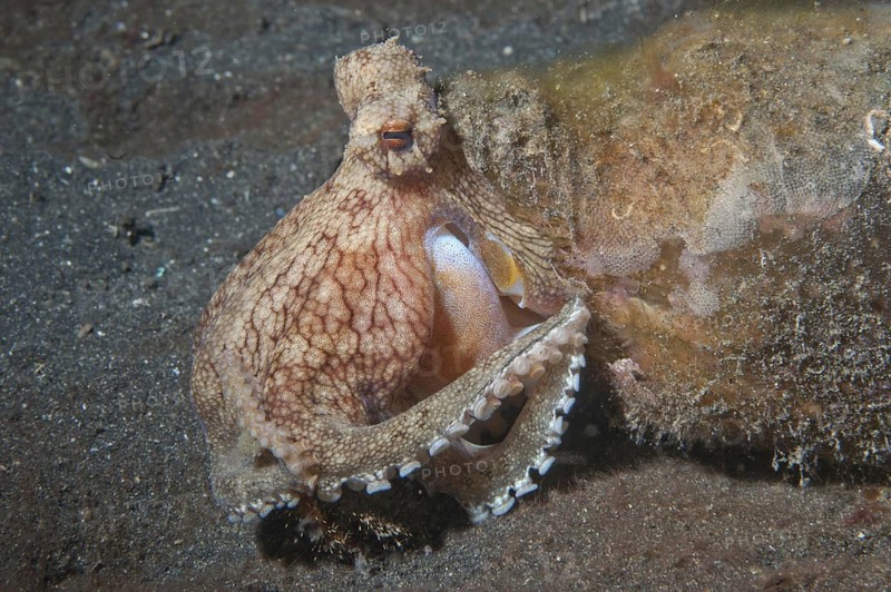 Coconut octopus