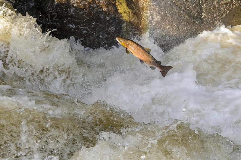 Adult atlantic salmon