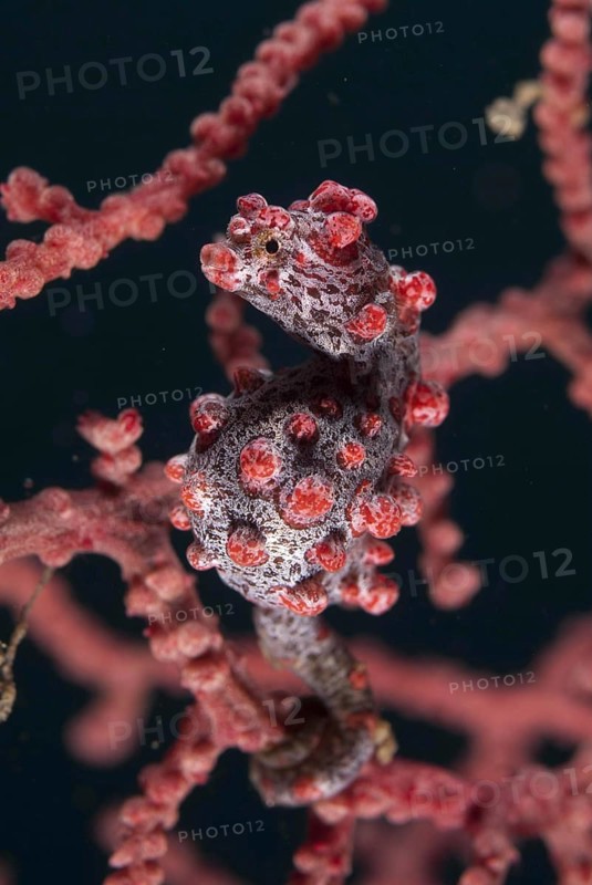 Pygmy seahorse