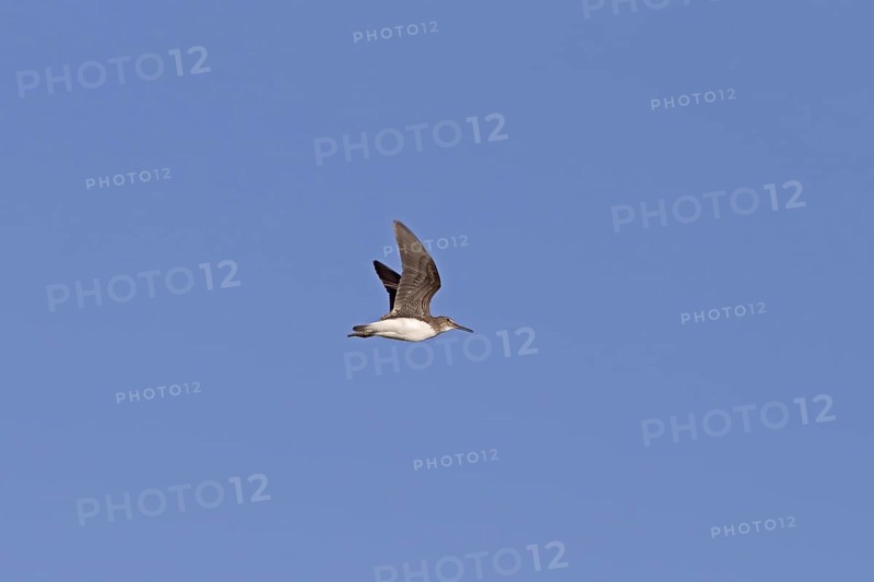 Green sandpiper
