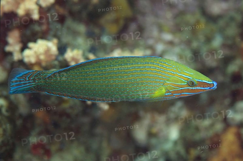 Richmond's wrasse