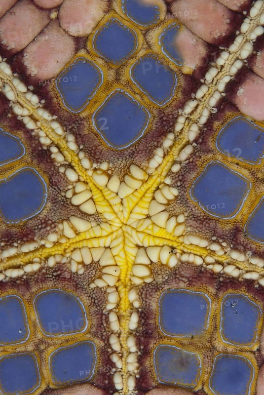 Large Pillow Star