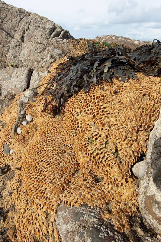 Tubular reef colony of the honeycomb worm