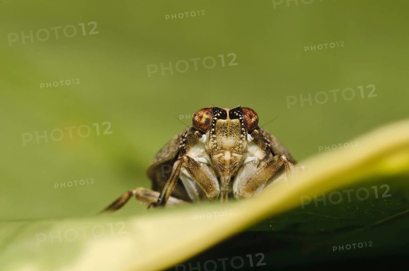 Beetle cicada