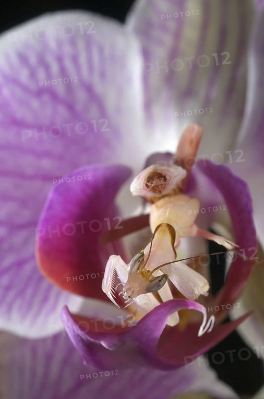 Walking flower mantises