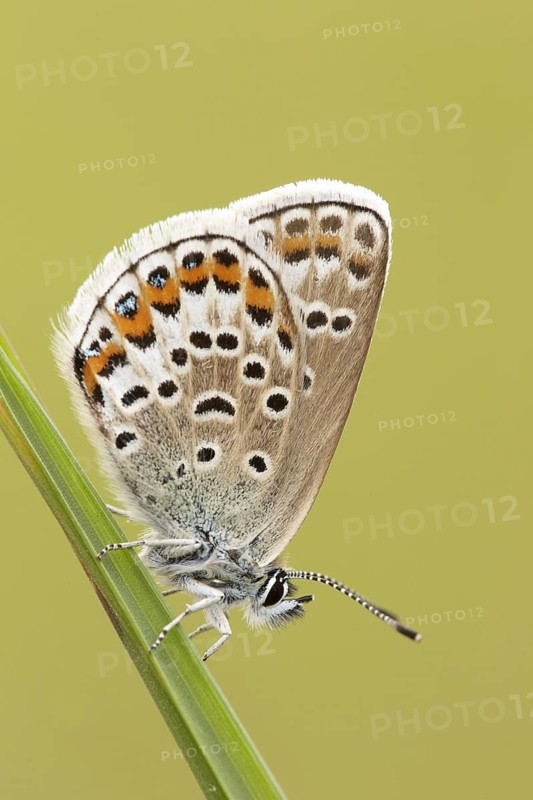 White Clover Blue