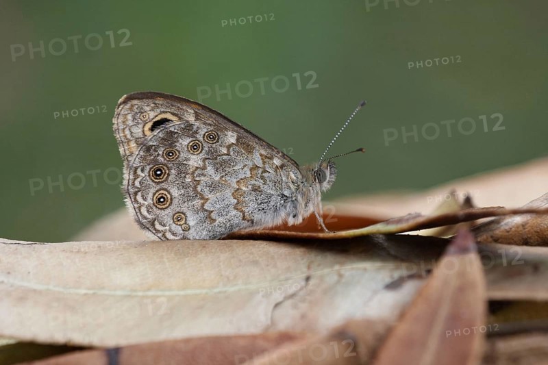 Wall Brown