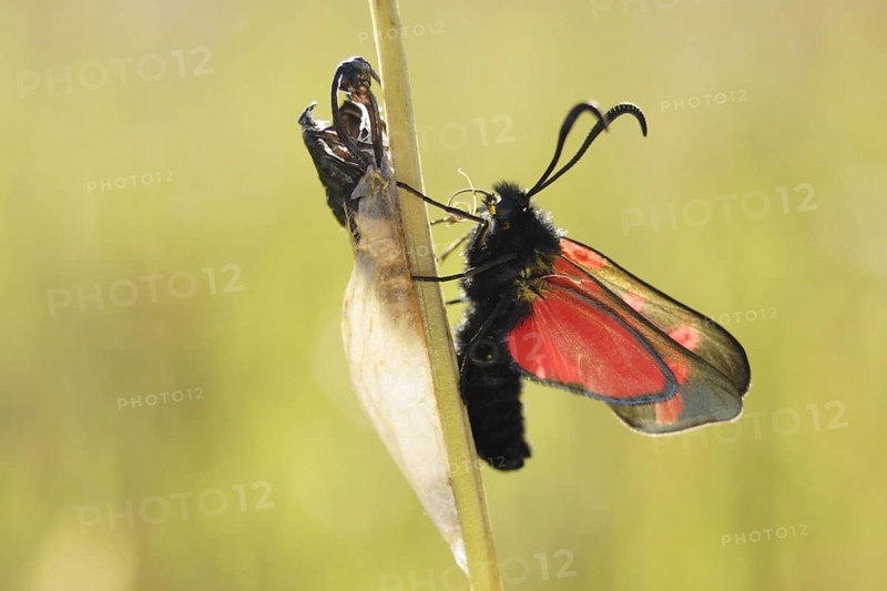 Six-spotted Burnet adult
