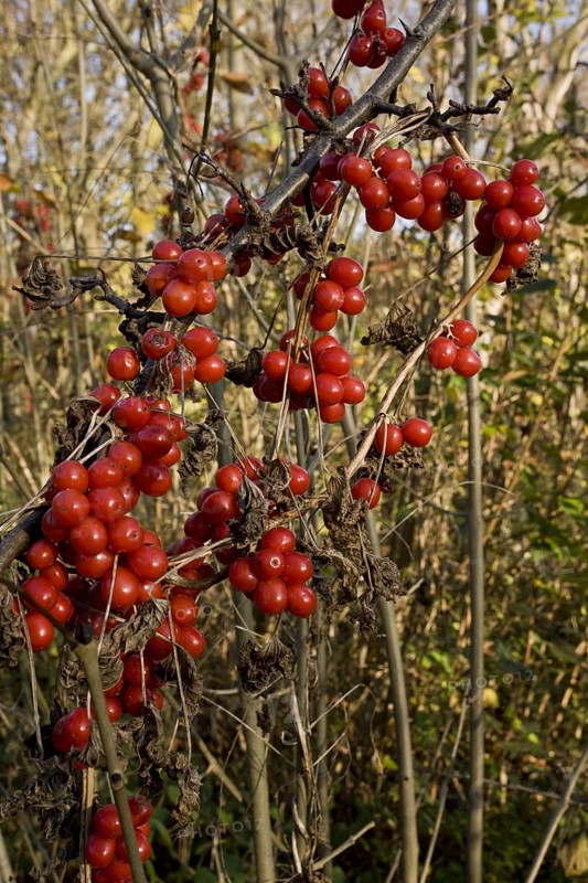 Black Bryony
