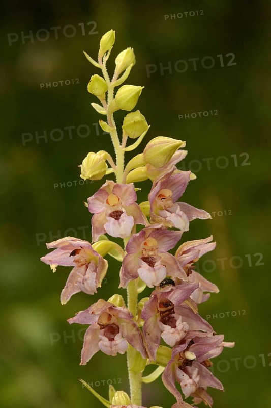 Broad-leaved Helleborine