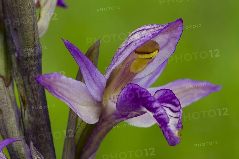 Purple Limodore close-up of violet limodore