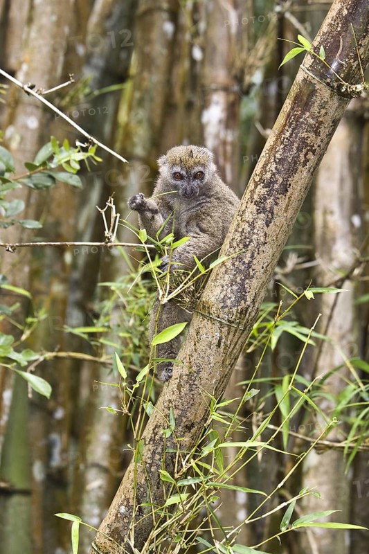 Eastern bamboo lemur