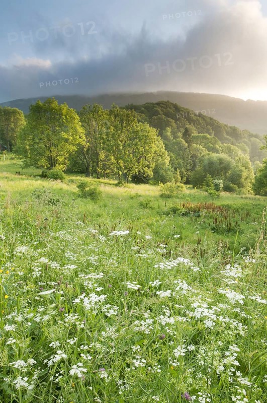View of montane meadow and forest habitat at sunrise