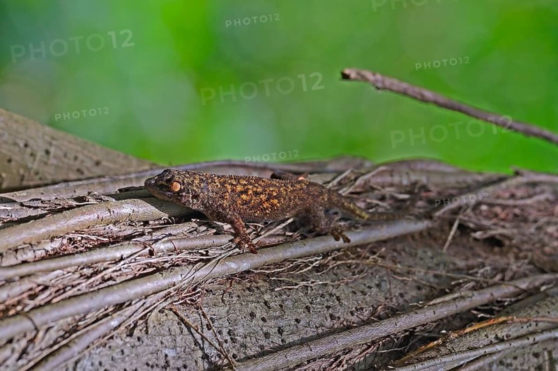 Seychelles bronze gecko