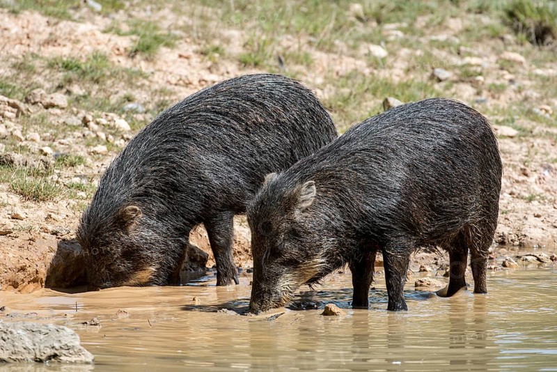 Two white-lipped peccary