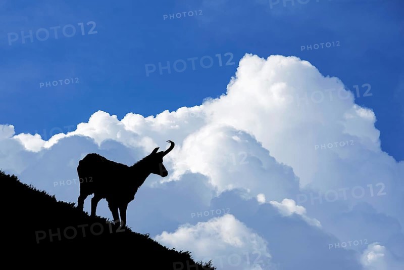 Chamois