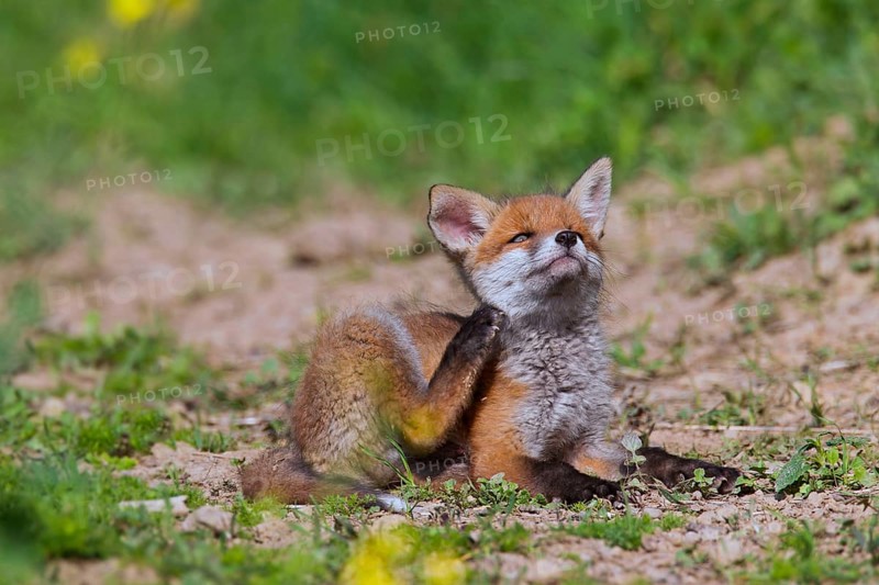 Red fox