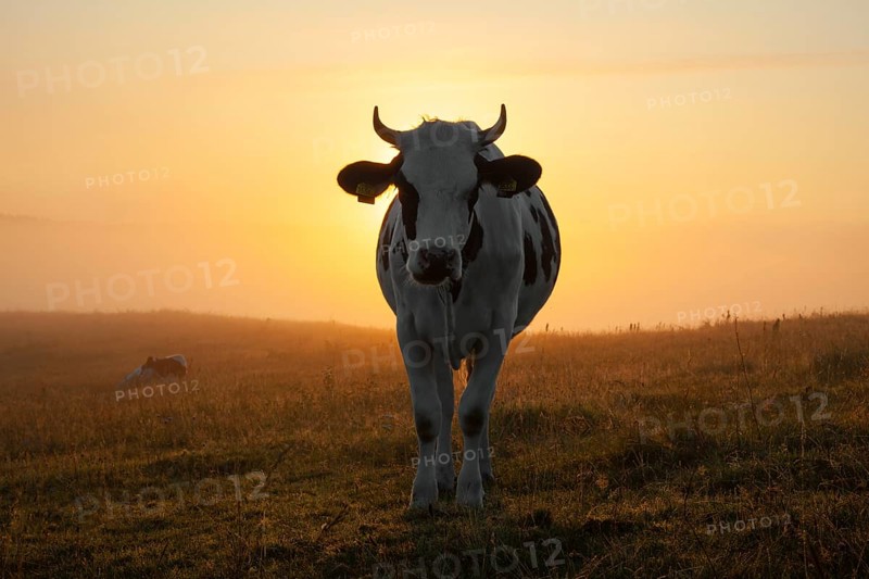 Holstein Friesian cow in a field at sunrise