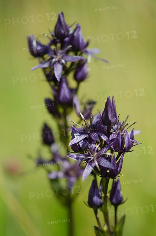 Marsh gentian
