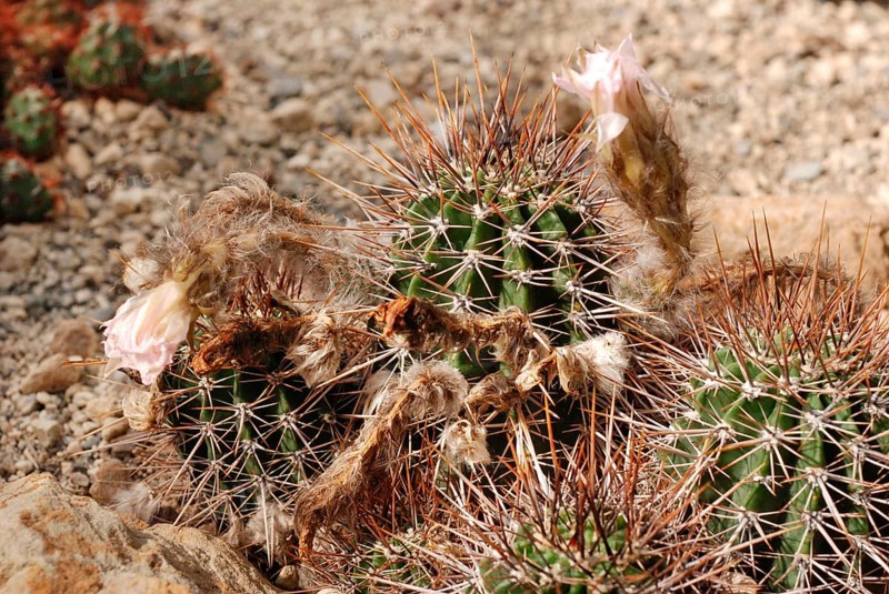 Echinopsis aurea