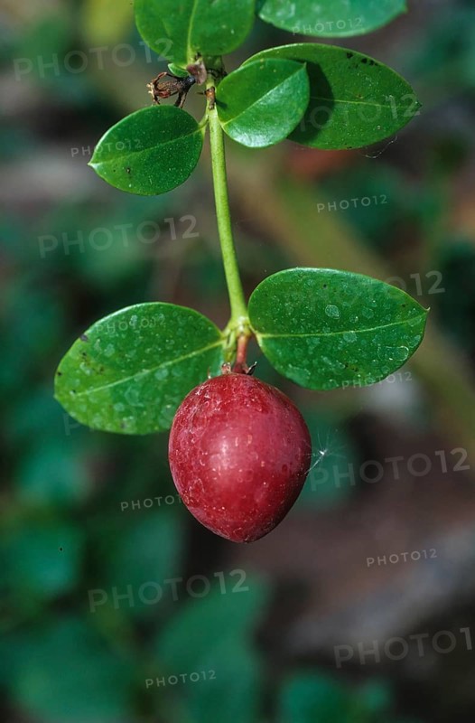 Karanda plum