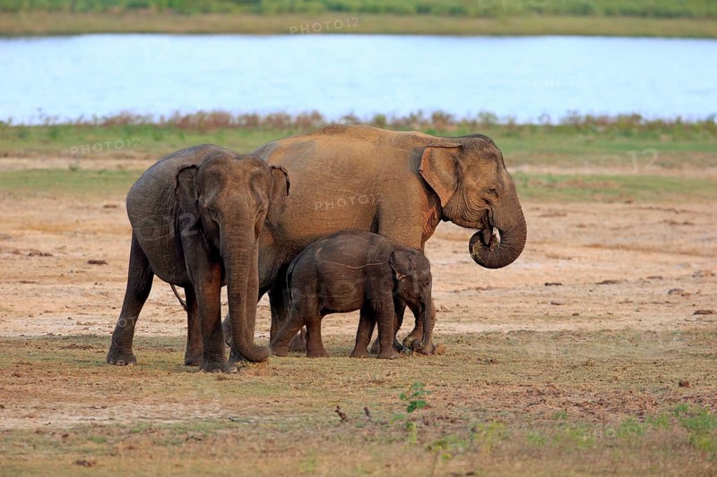 Asian sri lankan elephant