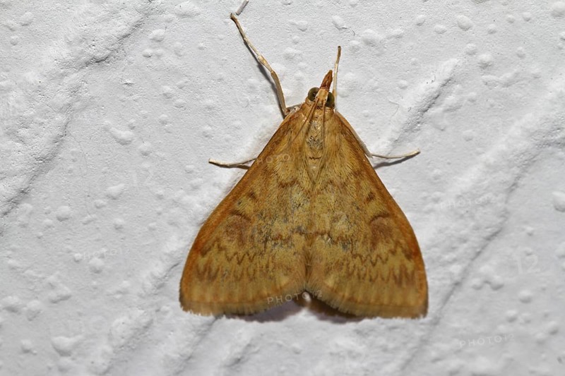 Corn worm