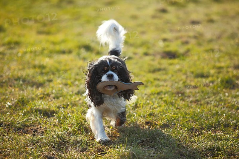 Cavalier King Charles Spaniel