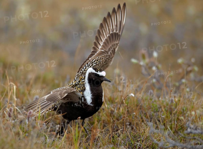 American golden plover