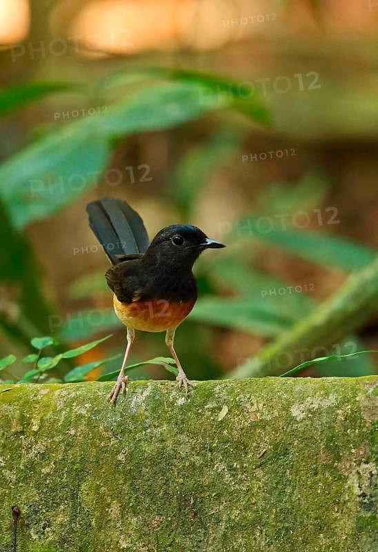 White-rumped Shama