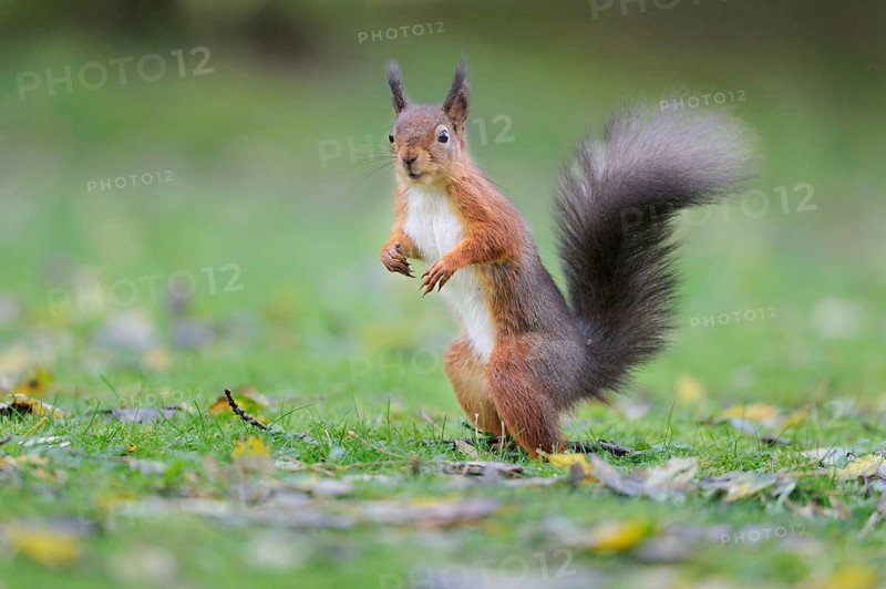Eurasian red squirrel
